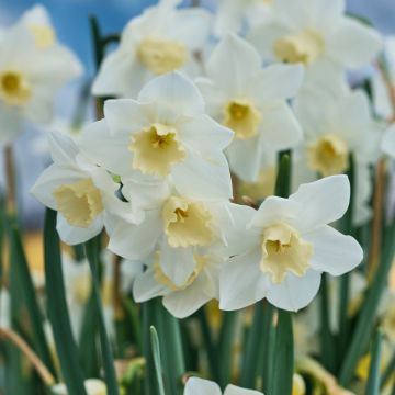 Narcissus Hillstar
