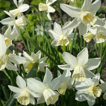 Narcissus Starlight Sensation