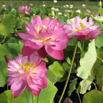 Nelumbo Elite Red - Indische Lotosblume