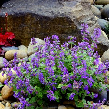 Katzenminze Nova Blue - Nepeta x faassenii 