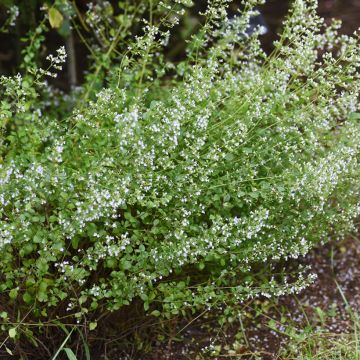 Katzenminze Alba - Nepeta x faassenii Alba