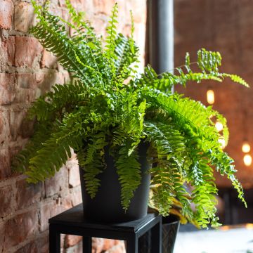 Schwertfarn Green Fantasy - Nephrolepis exaltata