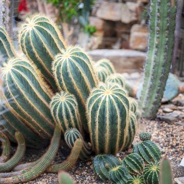 Parodia magnifica - Notokaktus