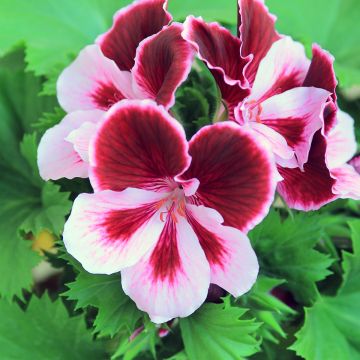 Englische Geranie Angeleyes Burgundy - Pelargonium Englische Geranie Angeleyes Burgundy - Pelargonium