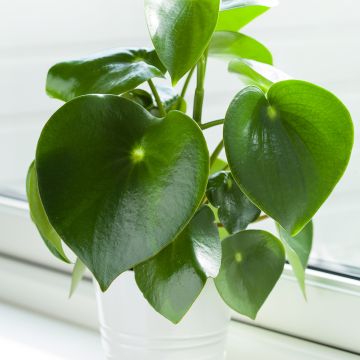 Peperomia arifolia - Zwergpfeffer
