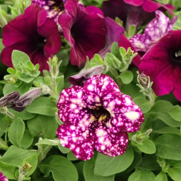 Petunia Splash Dance Magenta Mambo