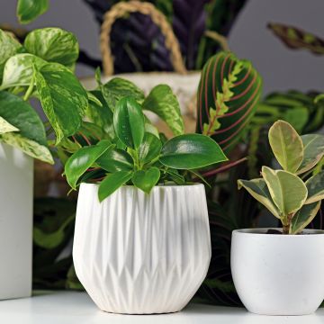Philodendron Green Princess - Baumfreund
