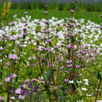 Phlomis tuberosa Prima Donna - Knollen-Brandkraut