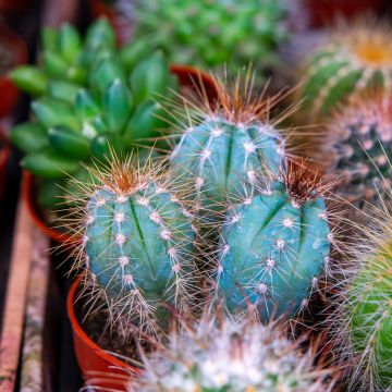 Pilosocereus azureus - Blauer säulenkaktus