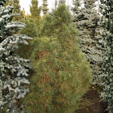 Pinus sylvestris Globosa Viridis - Wald-Kiefer
