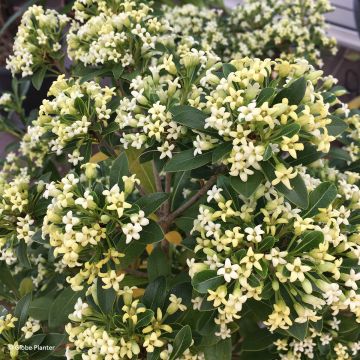 Pittosporum Green Mound - Chinesischer Klebsame