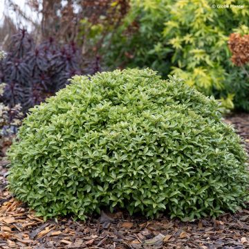 Pittosporum Orbitea - Schmalblättriger Klebsame Pittosporum Orbitea - Schmalblättriger Klebsame