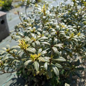 Pittosporum heterophyllum Quissac
