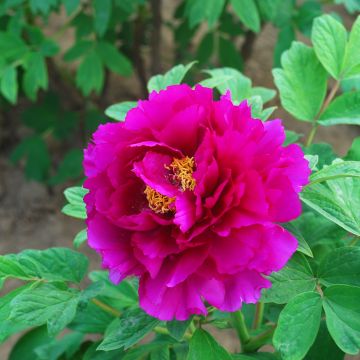 Paeonia suffruticosa Tong Yun (Valentine) - Strauch-Pfingstrose