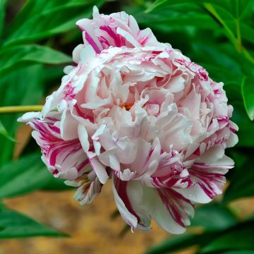 Pivoine lactiflora Candy Stripe - Edel-Pfingstrosen