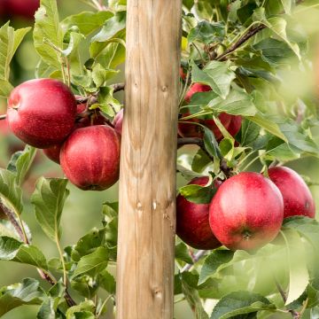 Pommier Jumbo Hanners - Stark Jumbo