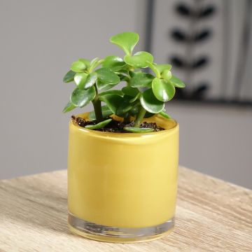 Portulacaria afra Variegata - Strauch-Portulak