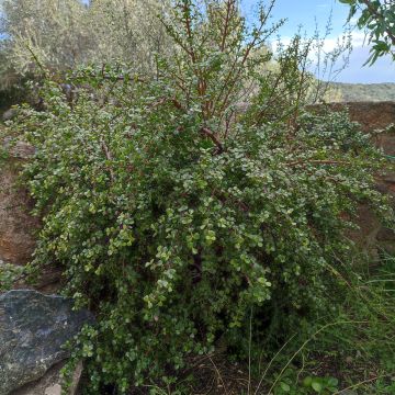 Jadebaum - Portulacaria afra