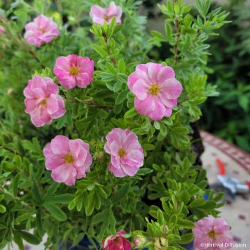 Fingerstrauch Double Punch Pink - Potentilla fruticosa 