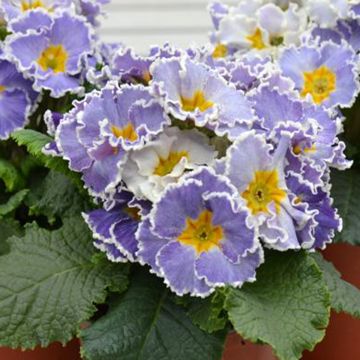 Primula acaulis Frilly Jeans - Kissenprimel