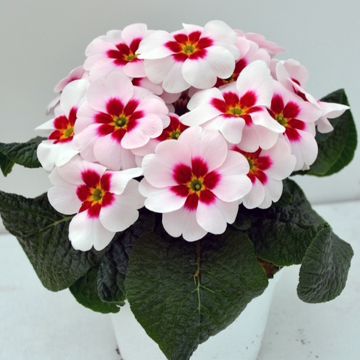 Primula polyanthus Japan - Primel