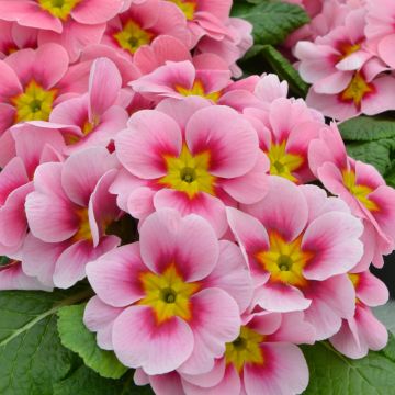 Primula Ringostar Cherryblossom - Kissenprimel