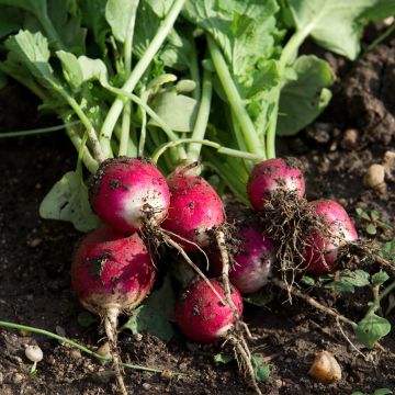 Radieschen National 2 (BIO Samen)