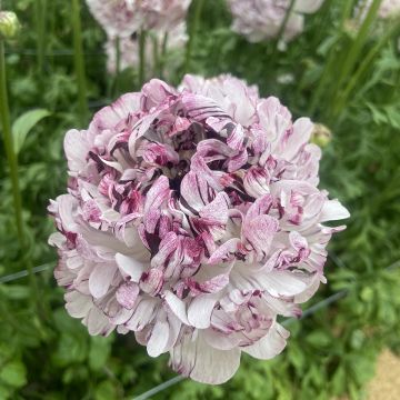 Ranunkel Brushmark Seti – Ranunculus asiaticus