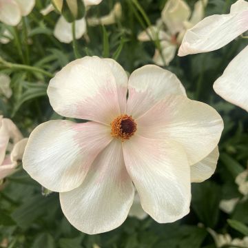 Ranunkel Butterfly Melissa – Ranunculus asiaticus