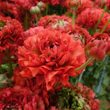 Ranunkel Crown Bastille – Ranunculus asiaticus