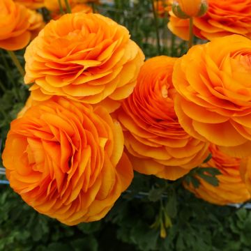 Ranunkel Romance Digne – Ranunculus asiaticus
