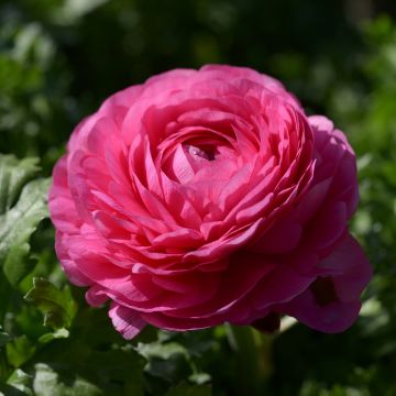Ranunkel Vortex F1 Hot Pink - Ranunculus Ranunkel Vortex F1 Hot Pink - Ranunculus