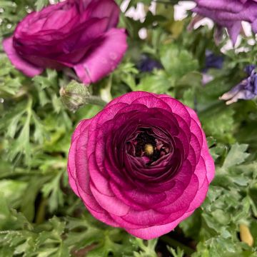 Ranunkel Vortex F1 Purple - Ranunculus Ranunkel Vortex F1 Purple - Ranunculus