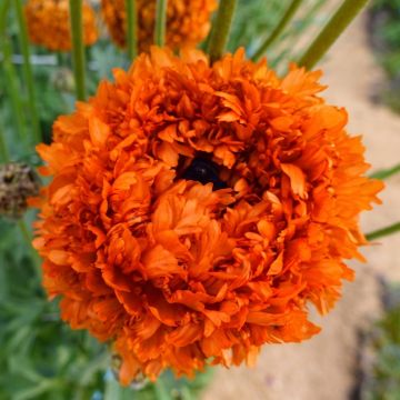 Ranunkel Poodle Mudassar – Ranunculus asiaticus