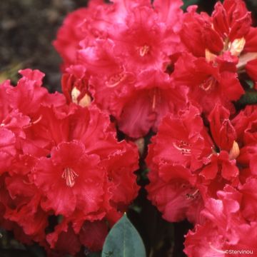 Rhododendron Markeeta's Prize