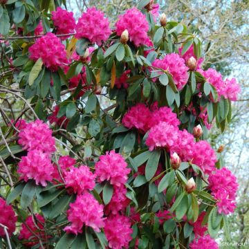 Rhododendron Souvenir de J. Broughton