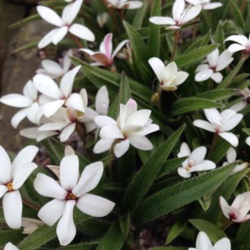 Rhodoxis Summer Stars Peppermint - Grasstern Rhodoxis Summer Stars Peppermint - Grasstern