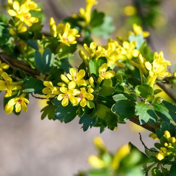 Gold-Johannisbeere - Ribes odoratum