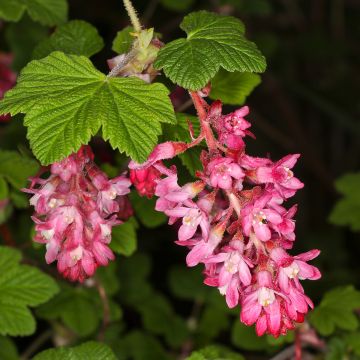 Blut-Johannisbeere Pulborough Scarlet - Ribes sanguineum