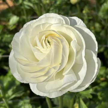 Ranunkel Romance Courchevel – Ranunculus asiaticus