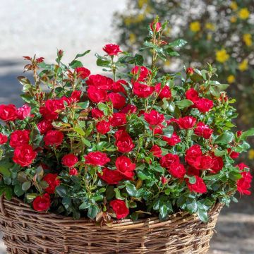 Rosa polyantha Zepeti Meibenbino - Zwerg-Parkrose