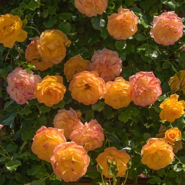 Rosa Lady Of Shalott - Englische Rose