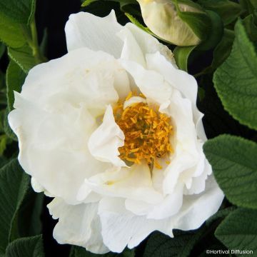 Rosa rugosa Angelia White - Apfelrose