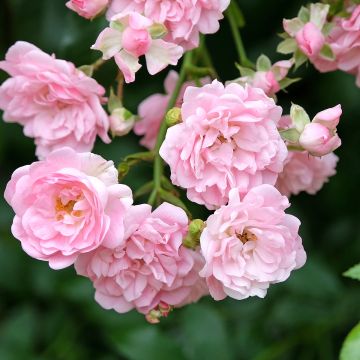 Stammrose The Fairy Stammrose The Fairy