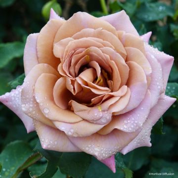 Rosa floribunda Koko Loko - Beetrose