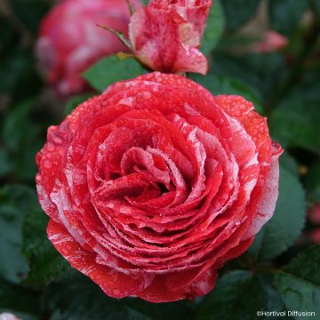 Rosa Scentimental Coral - Beetrose