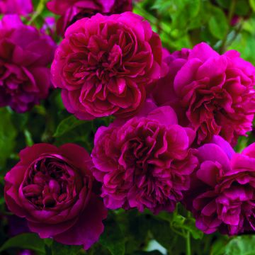 Rosier David Austin Thomas à Becket Rosier David Austin Thomas à Becket