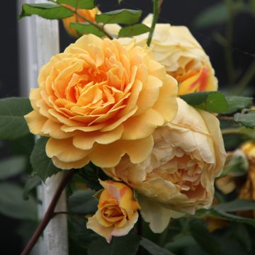 Rosa Golden Celebration - Englische Rose Rosa Golden Celebration - Englische Rose