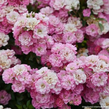 Rosa Galaxy Naos - Zwergrose