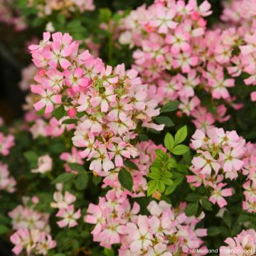 Rosa Galaxy Vega - Zwergrose